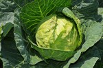 cabbage-847079_1280(1)