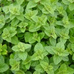 cropped-oregano.jpg